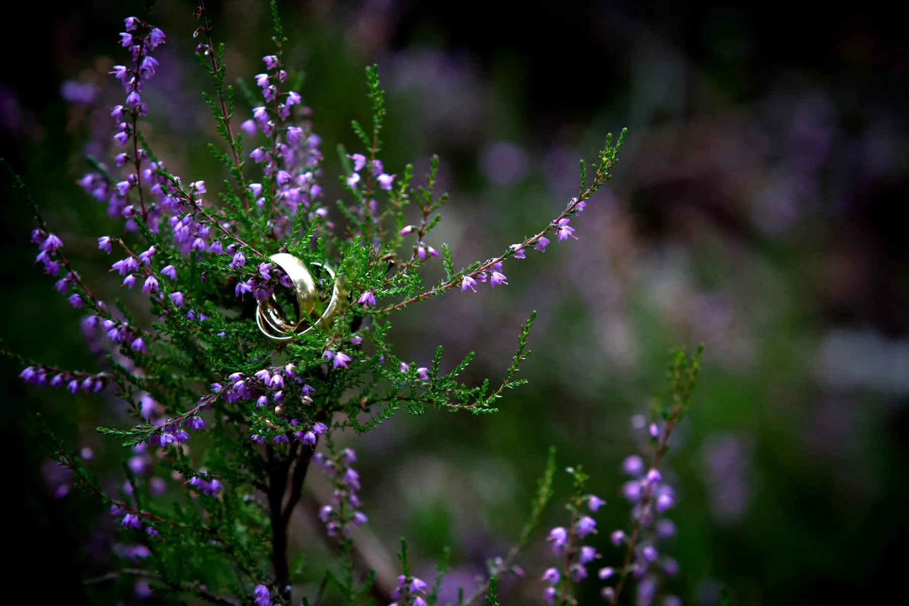 Gold ring balanced on a sprig of purple heather